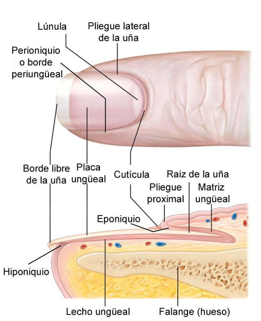 Anatomía de la uña - conoce sus partes